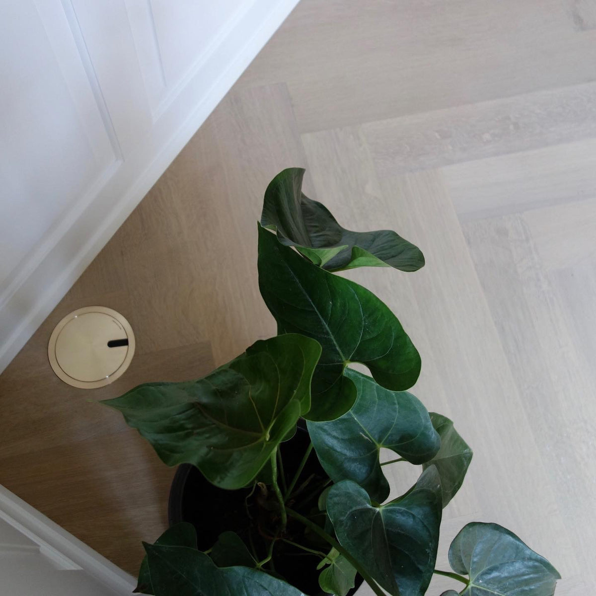 2HOME.NO® - RUND - VIP Copenhagen 150 - 2 stikk + 2 CAT6 - 2,5mm rett kant - MESSING - BAASTRUP
